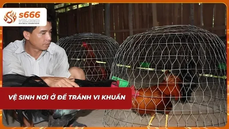Giữ vệ sinh nơi ở để chăm sóc gà đá