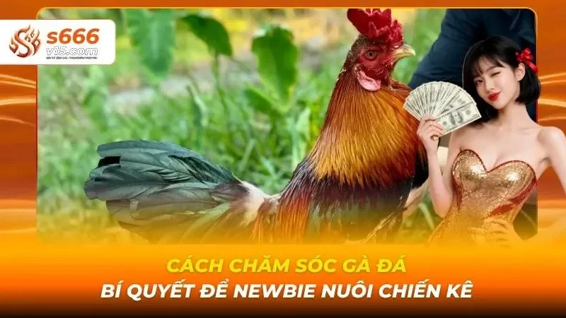 Cách chăm sóc gà đá