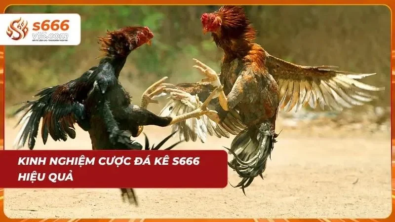 Đá Gà S666 – Trực Tiếp Những Trận Đấu Kịch Tính Mỗi Ngày 3 Người chơi nghiên cứu dữ liệu trước khi đưa ra lựa chọn