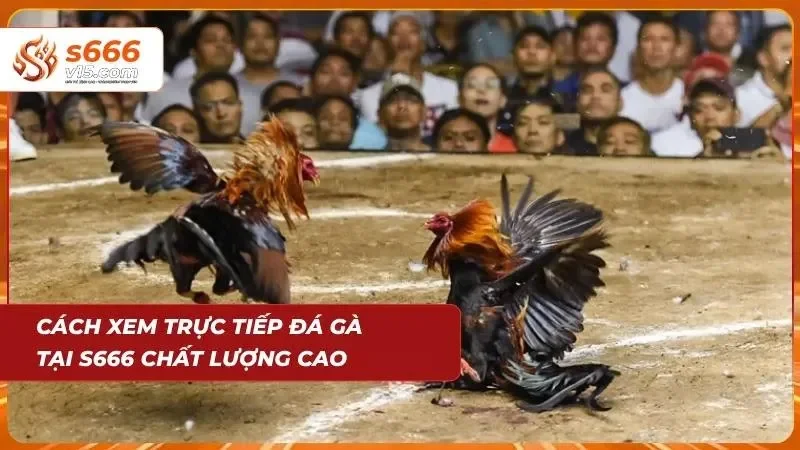 Đá Gà S666 – Trực Tiếp Những Trận Đấu Kịch Tính Mỗi Ngày 5 Người dùng theo dõi trận đấu trực tiếp với hình ảnh sắc nét